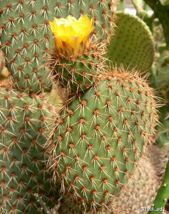 Opuntia pycnantha JLcoll.3607